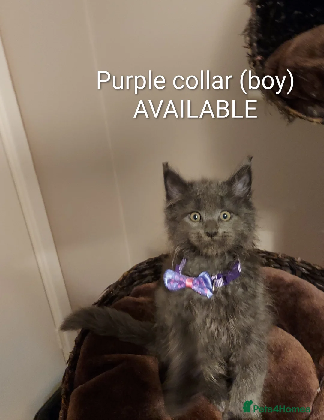 Maine Coon cats for sale: RARE COLOURS!!! MAINE COON KITTENS/DNA/GCCF  - Advert 6