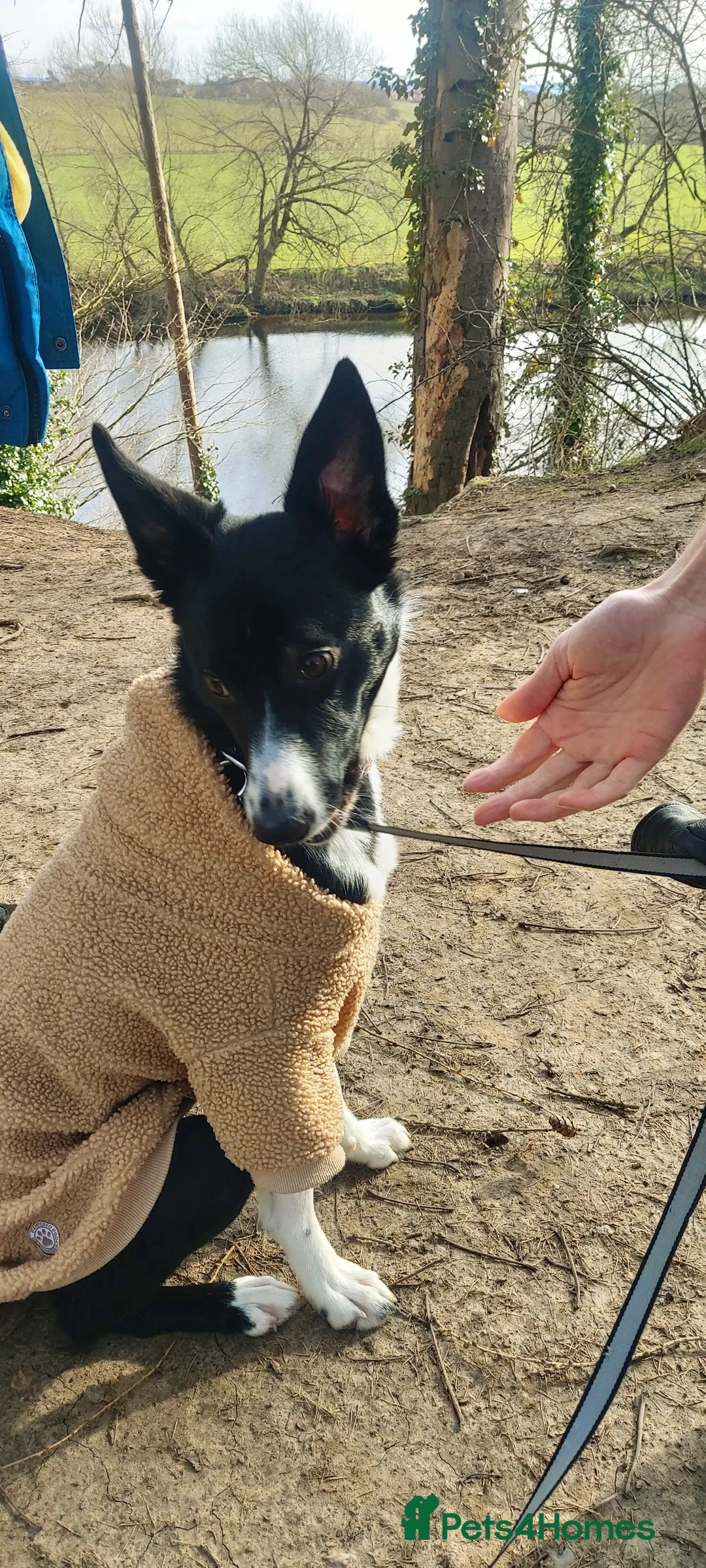 Border Collie dogs for sale: Harley  in Stockton-on-Tees - Advert 2