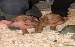 Hungarian Vizsla dogs for sale: Hungarian wirehaired vizsla puppy - Advert 6