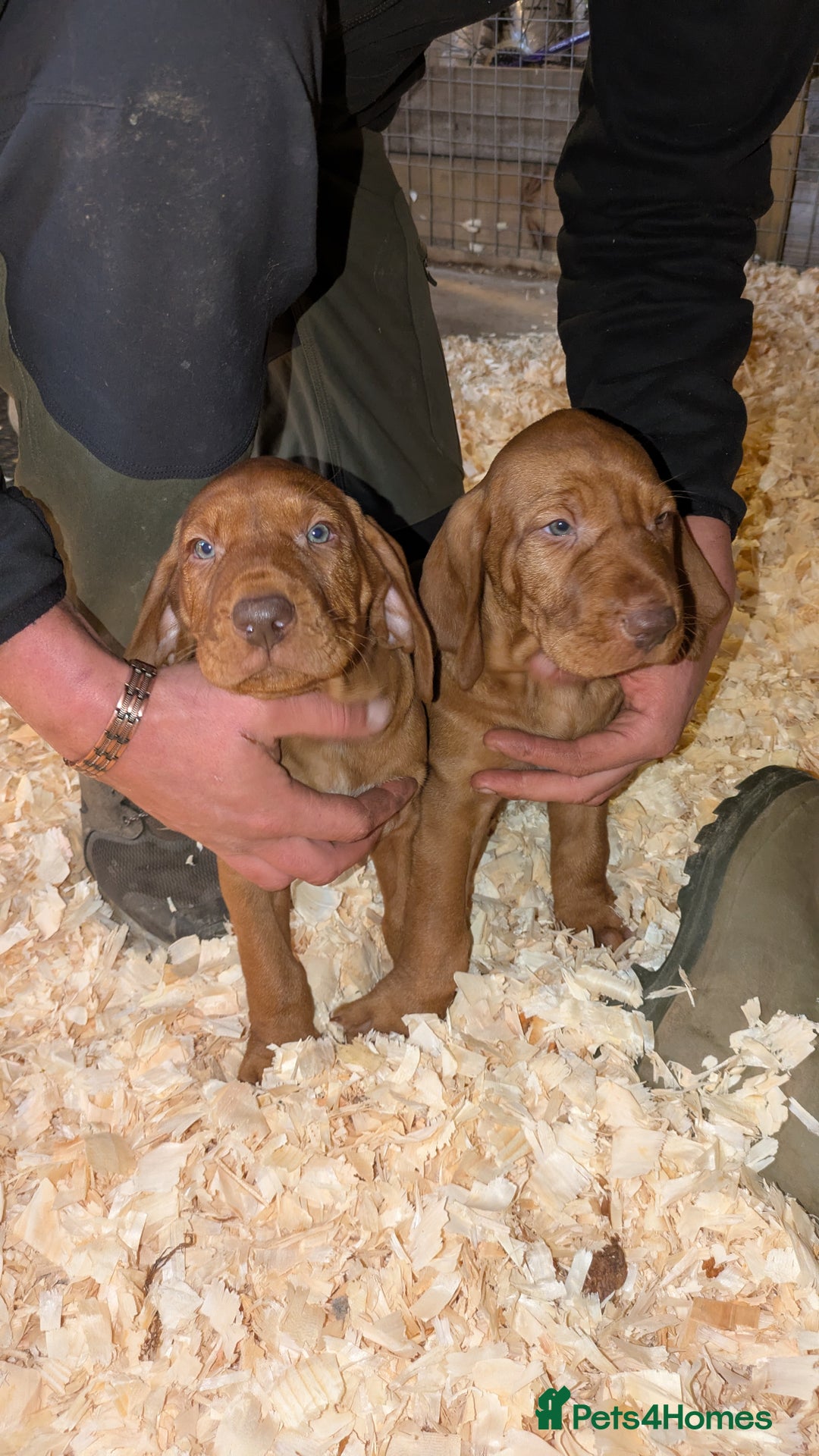 Hungarian Vizsla dogs for sale: Hungarian wirehaired vizsla puppy - Advert 6