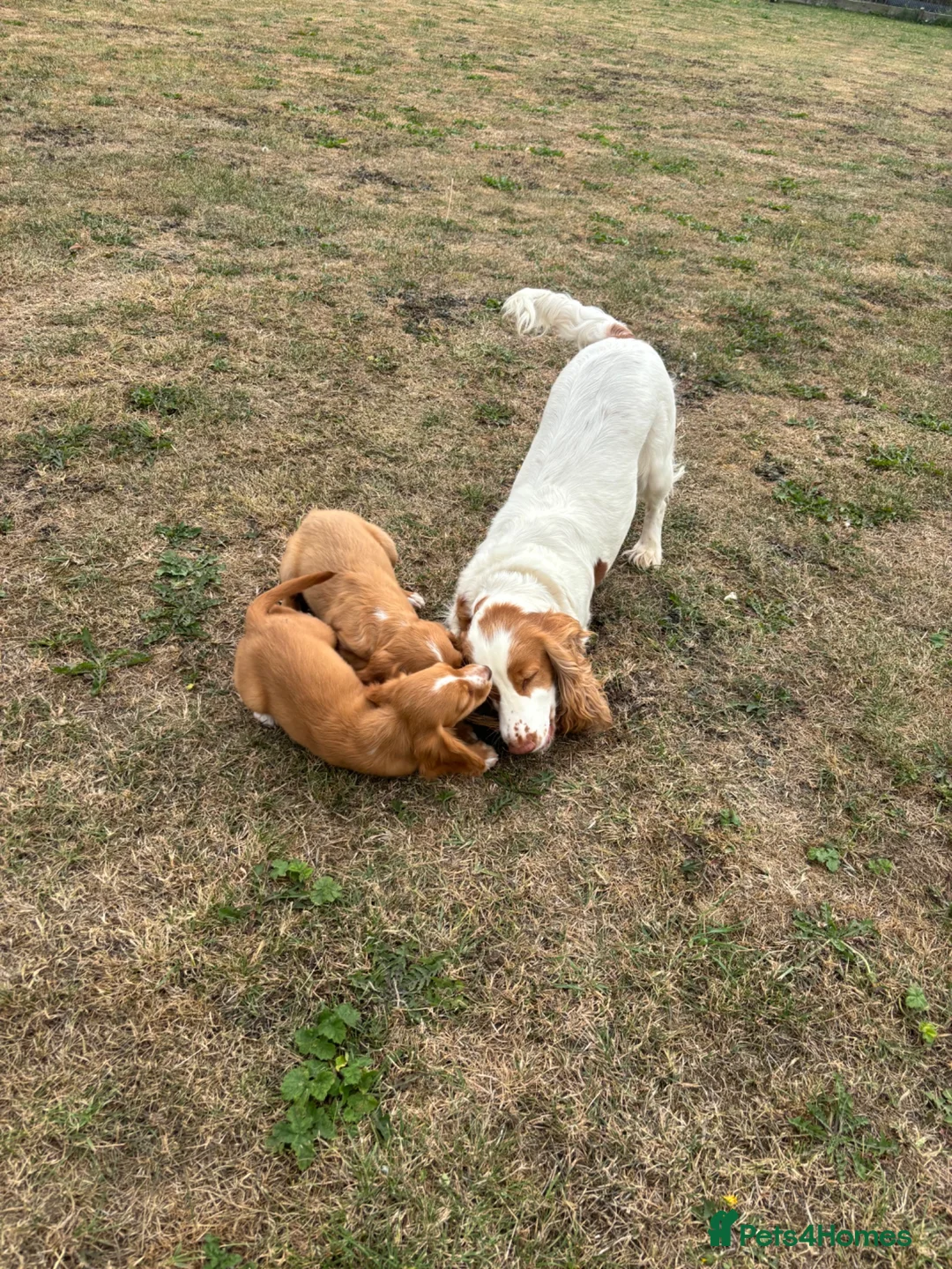 Cocker Spaniel dogs for sale: 4 cocker spaniel girls looking for new homes  in Wisbech - Advert 2