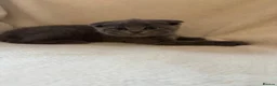 Scottish Fold cats for sale: Beautiful Scottish Fold Kittens - Advert 14