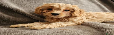 Cavapoo 2