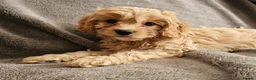 Cavapoo dogs for sale: Health tested F1 Cavapoo puppies - Advert 25
