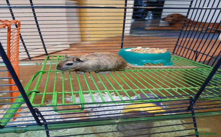 Gerbil rodents - Advert 1