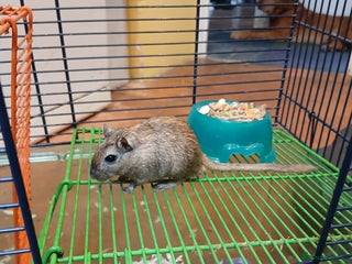 Gerbil rodents - Advert 3