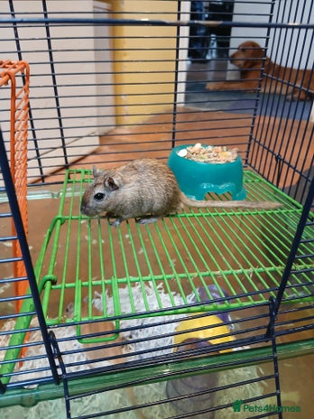 Gerbil rodents - Advert 15