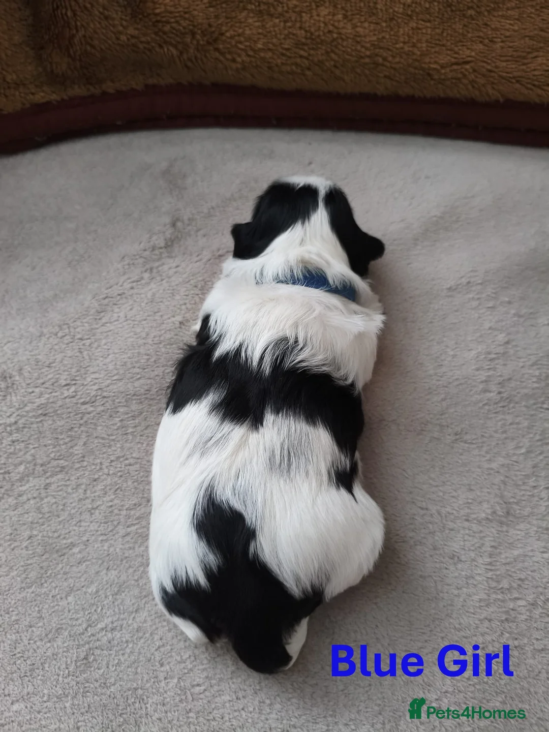 Shih Tzu dogs for sale: Pure Shih Tzu Puppies  - Advert 18