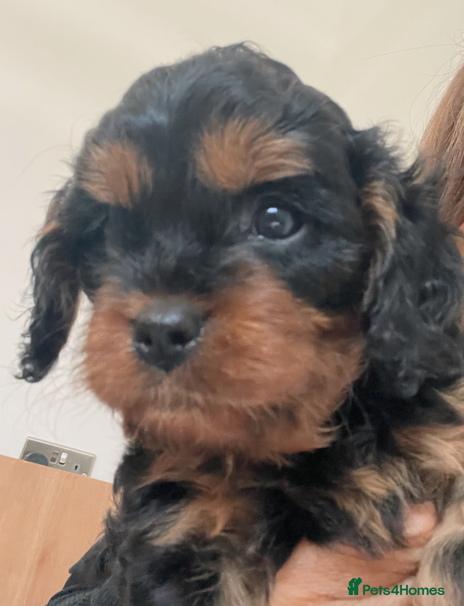 Cavapoo dogs Cavapoo pups - Advert 18