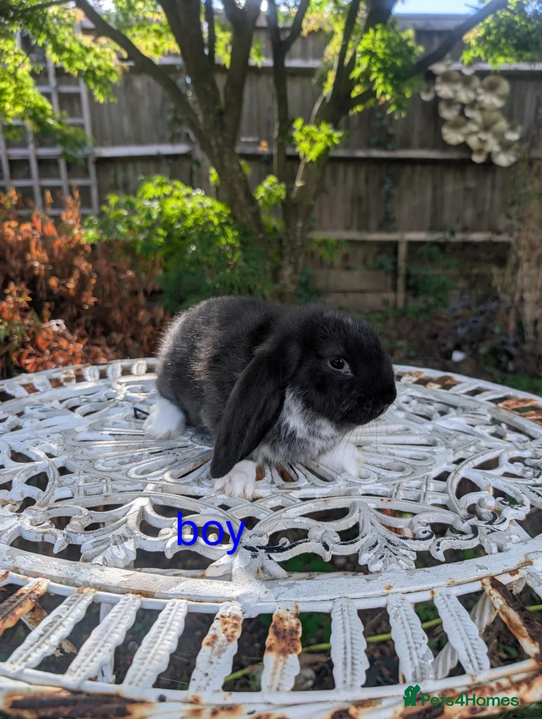 French Lop rabbits for sale: Pure bred french lops - Advert 1