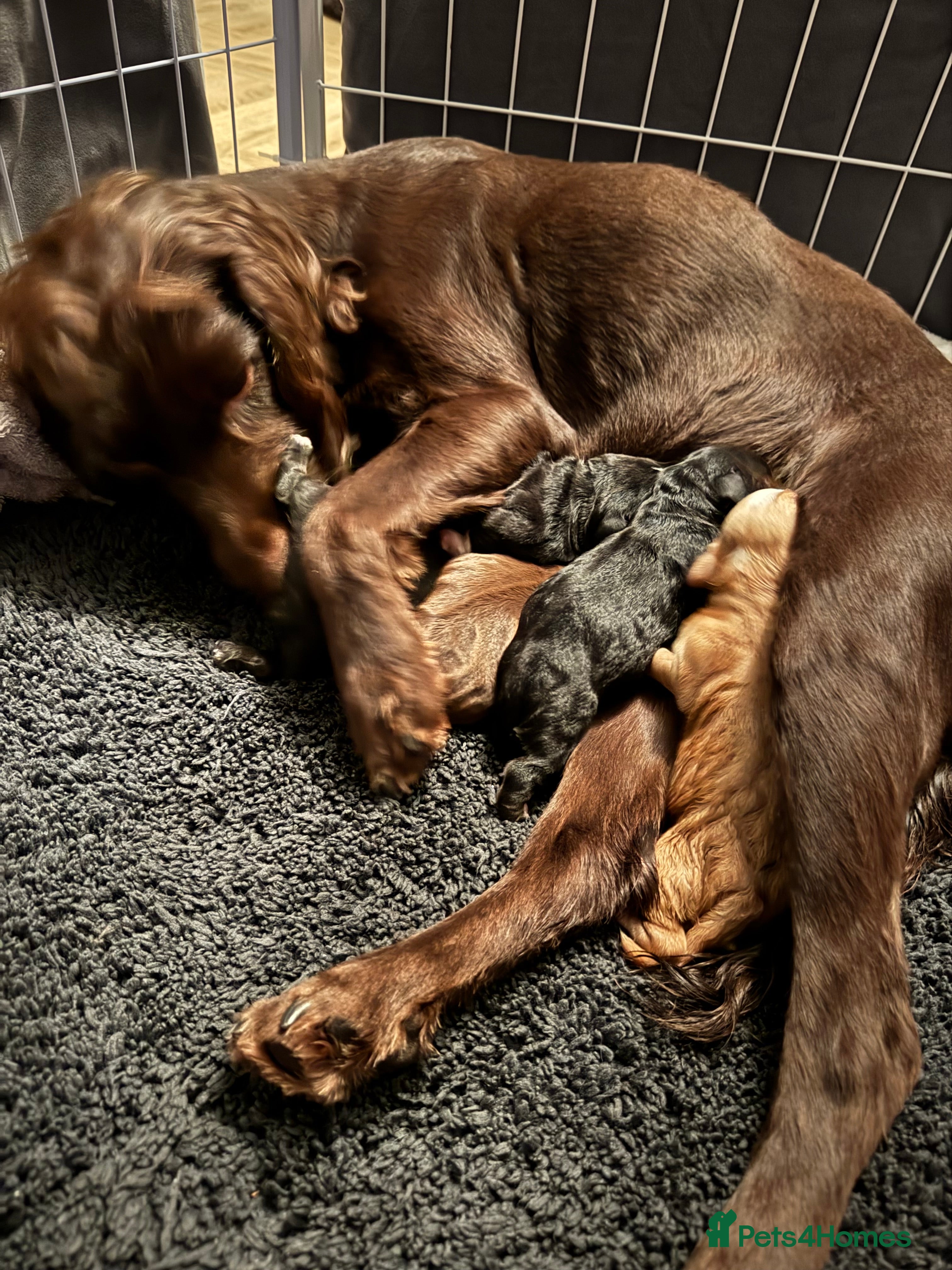 Mixed Breed dogs Chihuahua x  - Advert 12