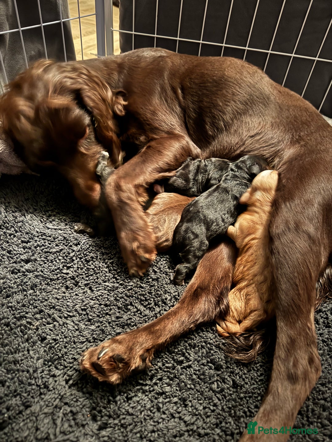 Mixed Breed dogs for sale: Chihuahua x  - Advert 1