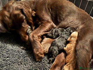 Mixed Breed dogs Chihuahua x - Advert 1