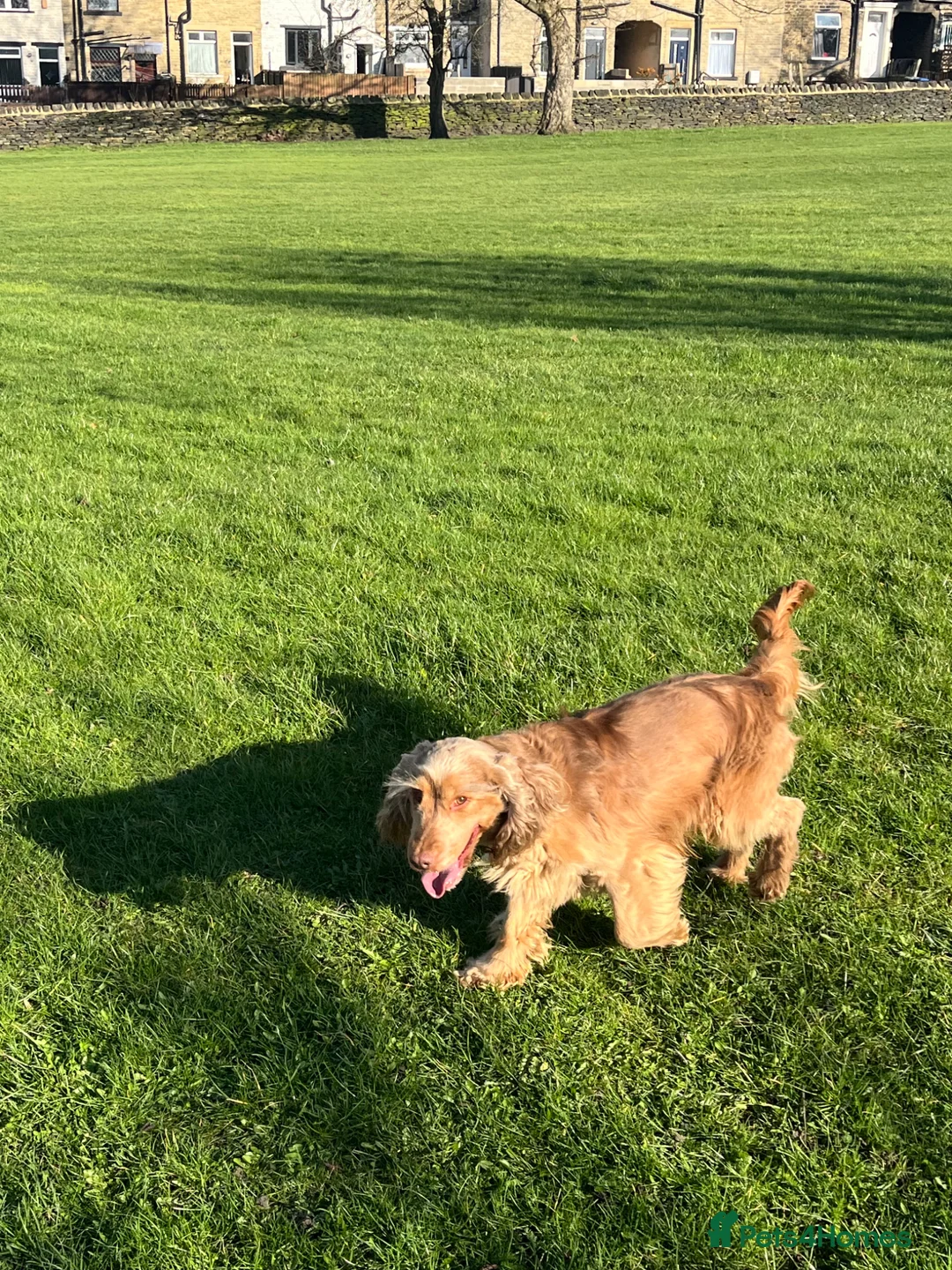 Cocker Spaniel dogs for sale: Kc reg show cocker spaniel  - Advert 2