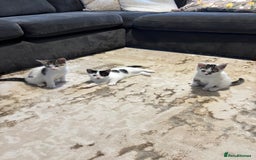 Domestic Shorthair cats for sale: 3 kittens kittens  - Image 4