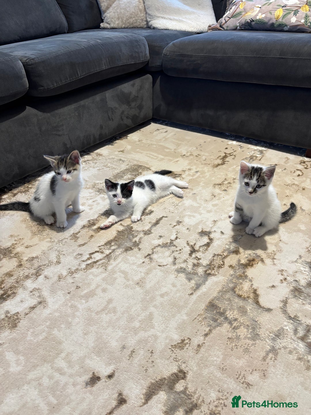 Domestic Shorthair cats for sale: 3 kittens kittens  - Image 4