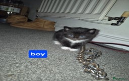 British Shorthair cats for sale: 4 beautiful kitten  - Image 2