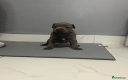 Staffordshire Bull Terrier dogs for sale: Blue staff puppies  - Image 11