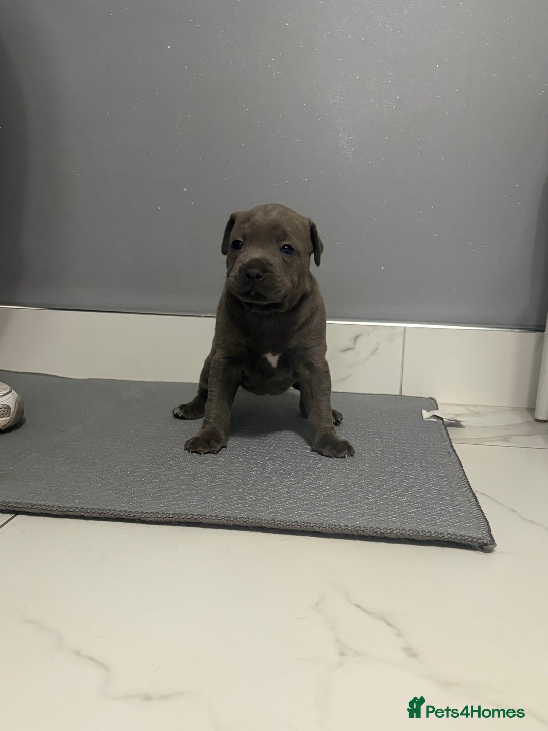 Staffordshire Bull Terrier dogs for sale: Blue staff puppies  - Image 11