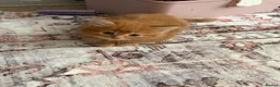 Mixed Breed cats for sale: Beautiful sociable fluff balls - Advert 3