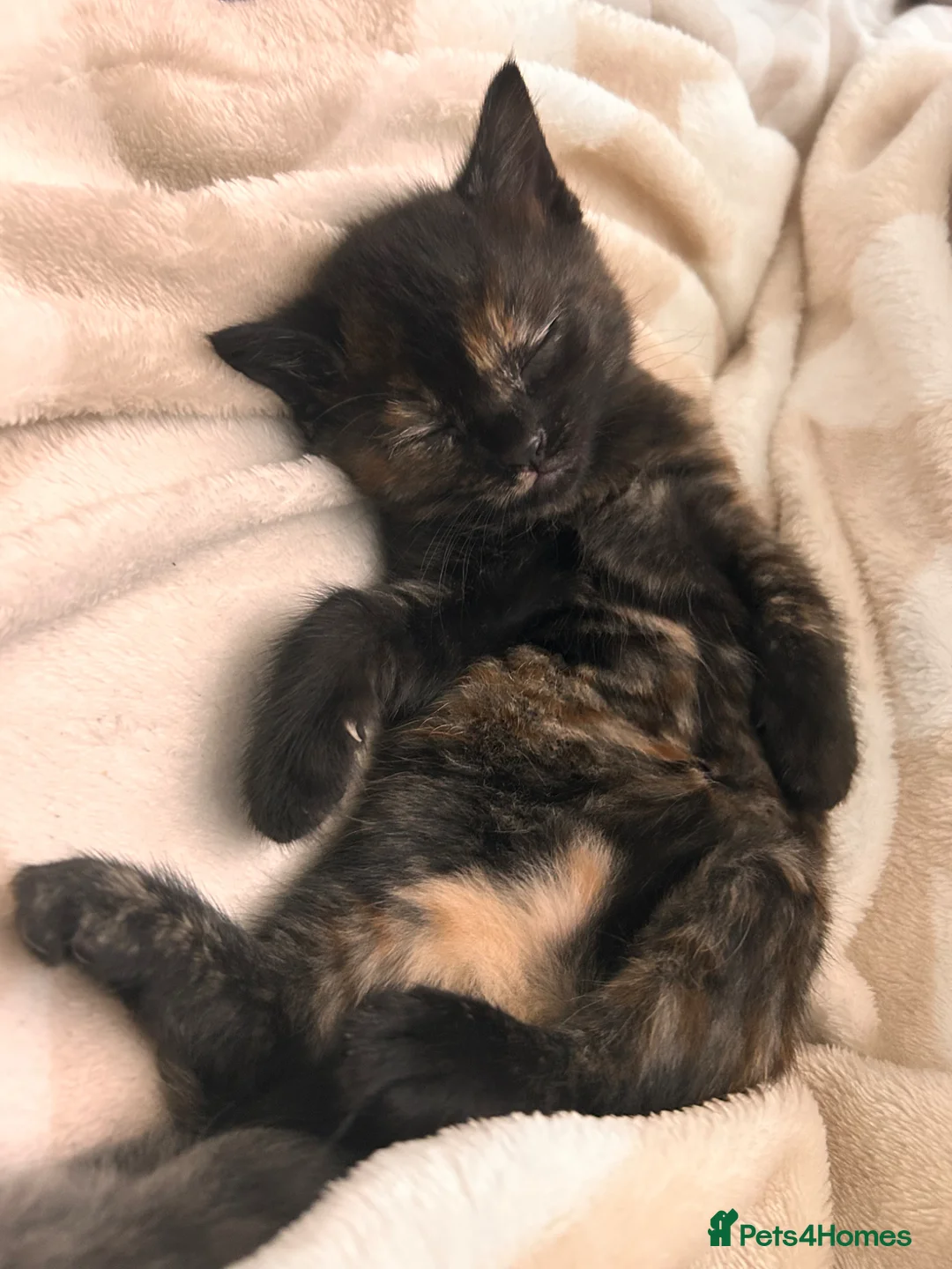 Mixed Breed cats for sale: Last kitten looking for her forever home  in Spalding - Advert 2