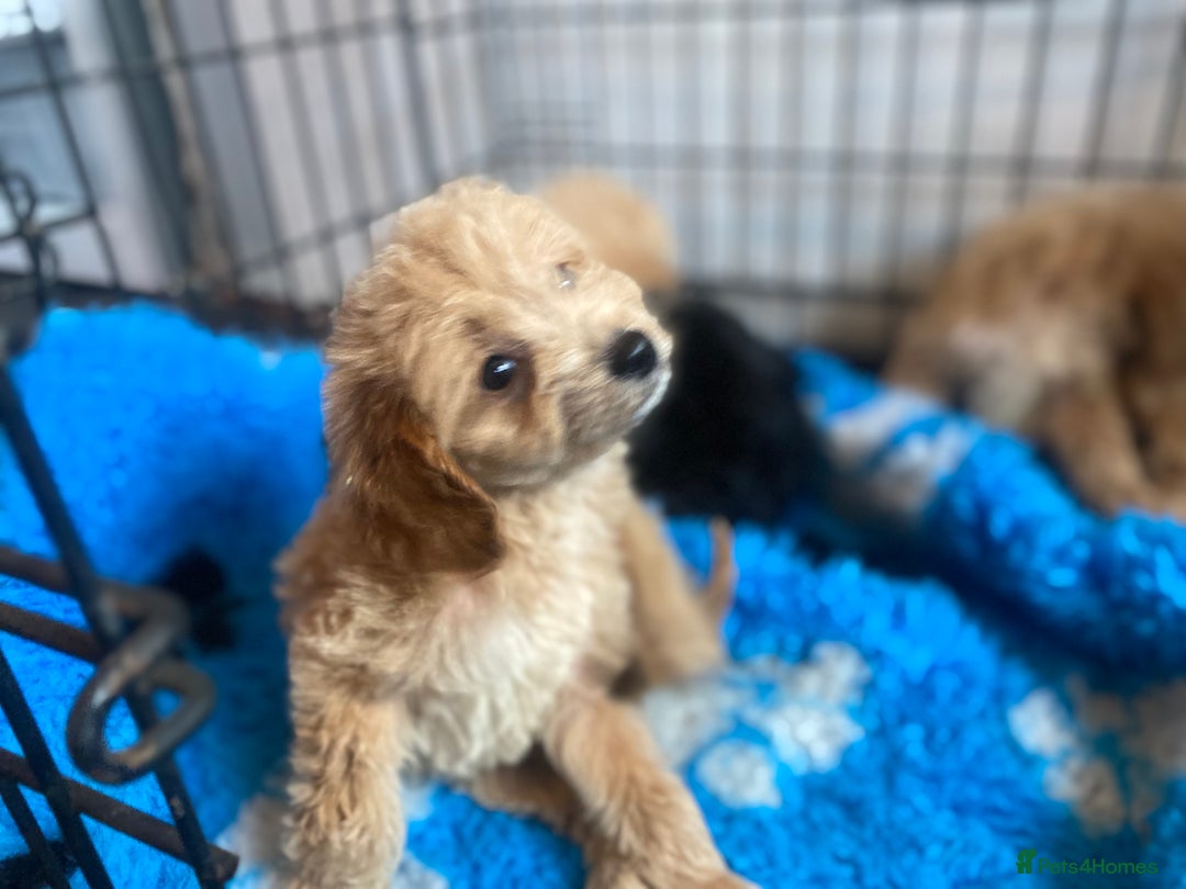 Cockapoo dogs for sale: Stunning litter of F1 Cockapoo puppies  - Image 1