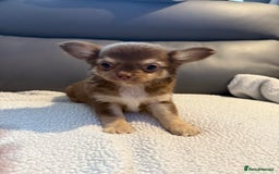 Chihuahua dogs for sale: Stunning litter of 5 long coat chihuahuas - Image 19