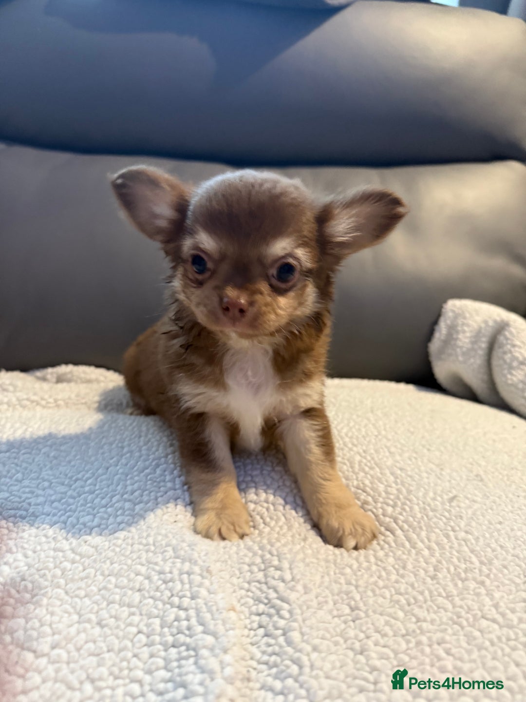 Chihuahua dogs for sale: Stunning litter of 5 long coat chihuahuas - Image 19