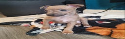 Italian Greyhound dogs for sale: Quality KC Registered Italian Greyhound puppies - Advert 16