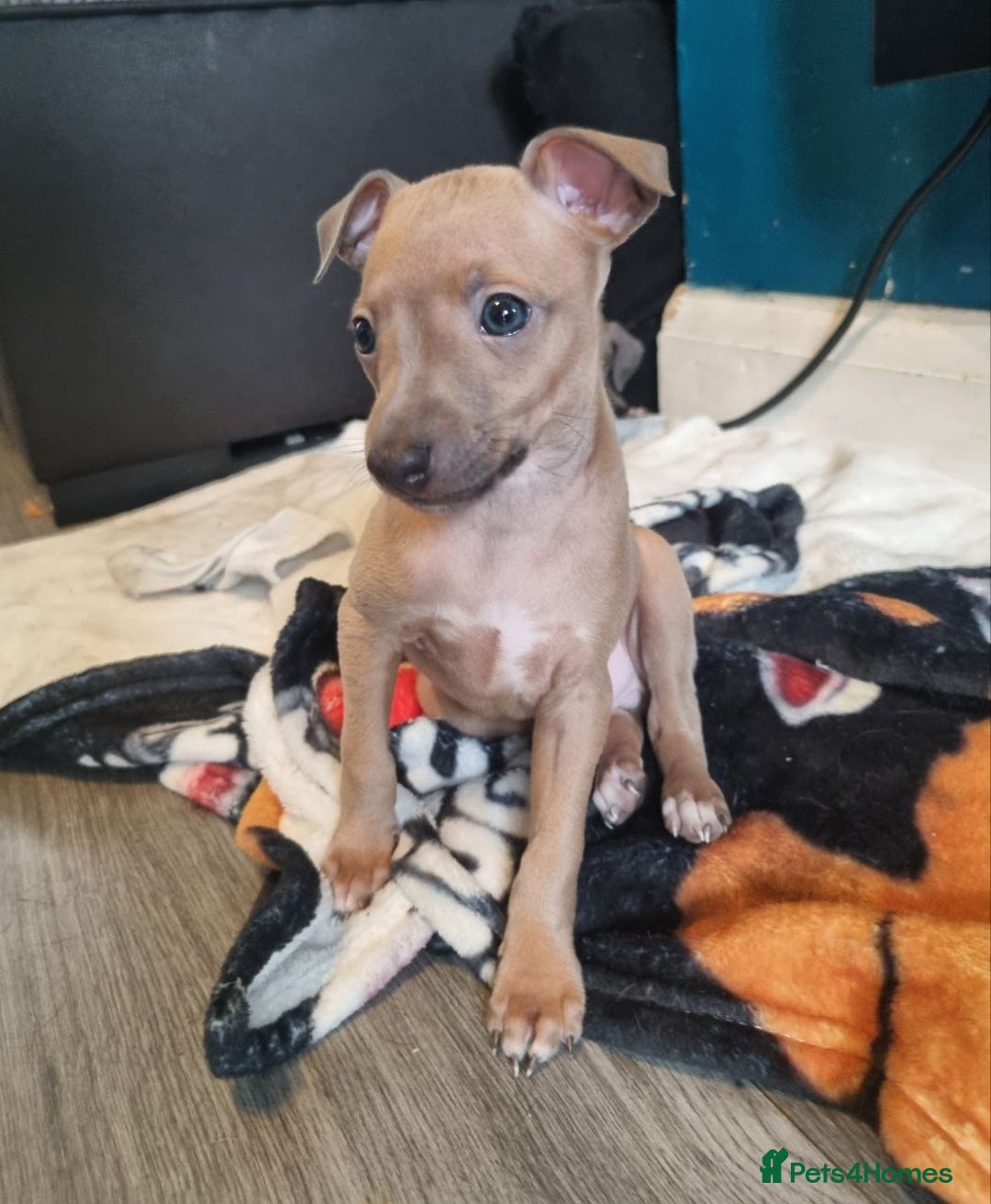Italian Greyhound dogs for sale: Quality KC Registered Italian Greyhound puppies - Advert 16