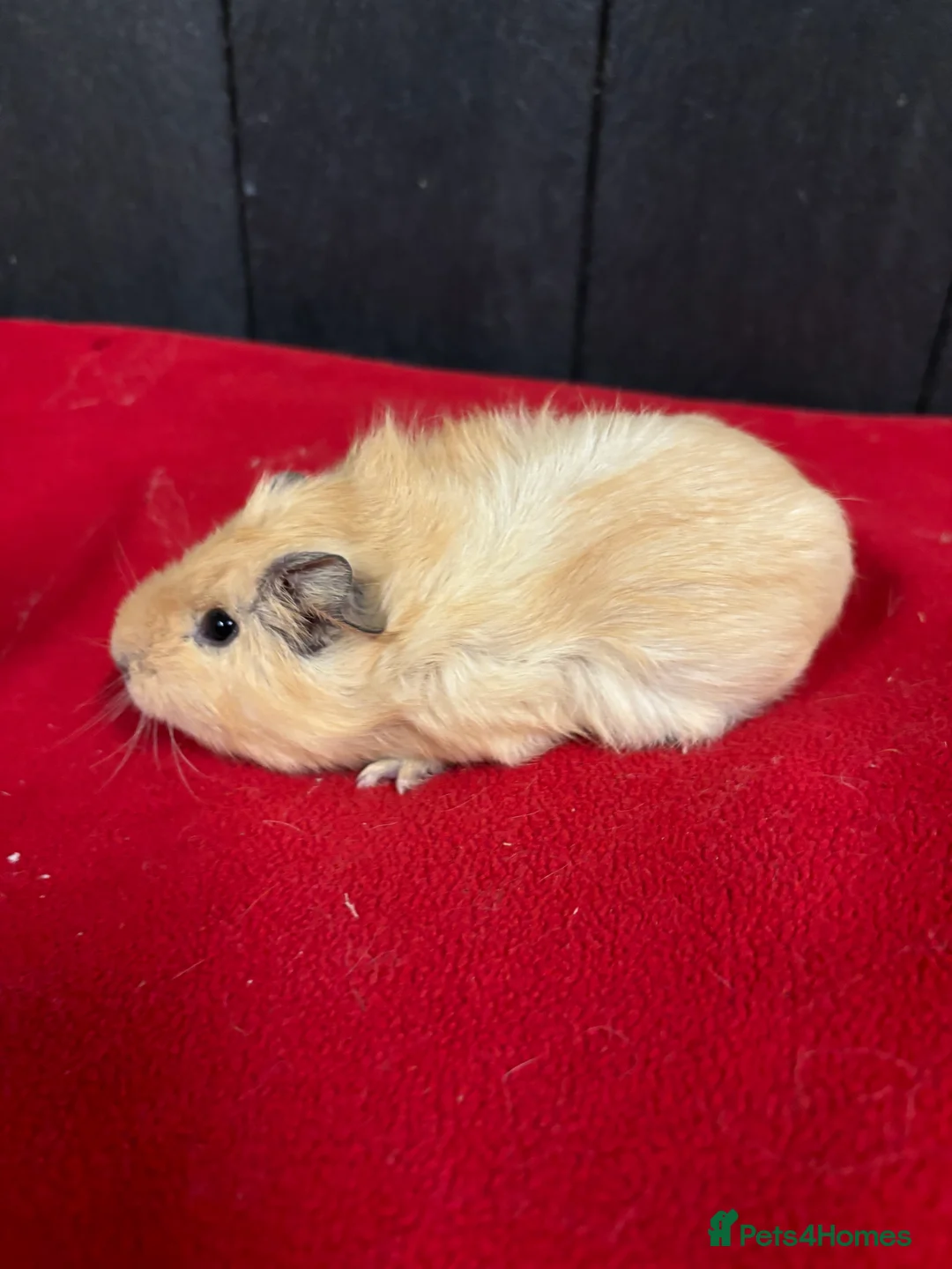 Guinea Pig rodents for sale: Female guinea pigs  - Advert 1