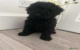 Miniature Poodle dogs for sale: Beautiful miniature poodles  - Advert 10