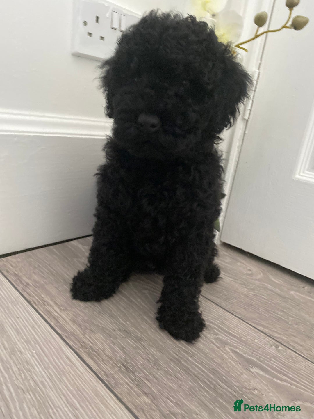 Miniature Poodle dogs for sale: Beautiful miniature poodles  - Advert 10