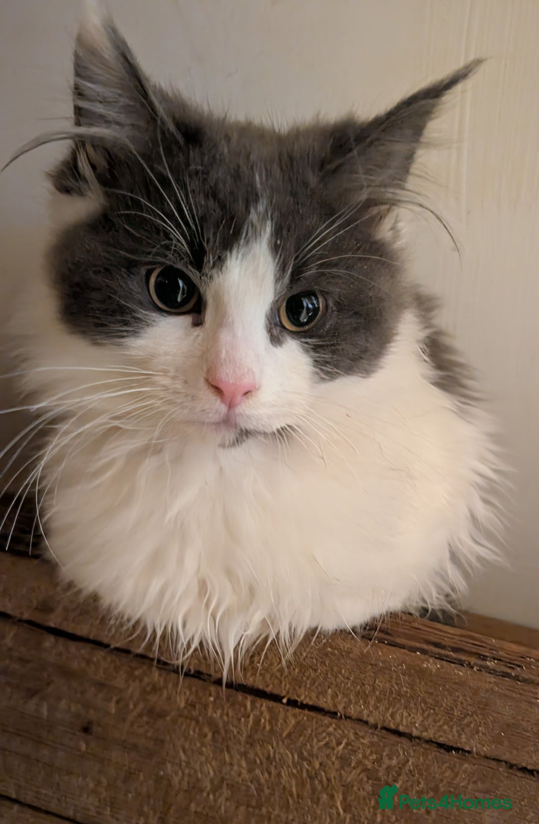 Maine Coon cats for sale: Maine Coon pedigree kittens  - Advert 13