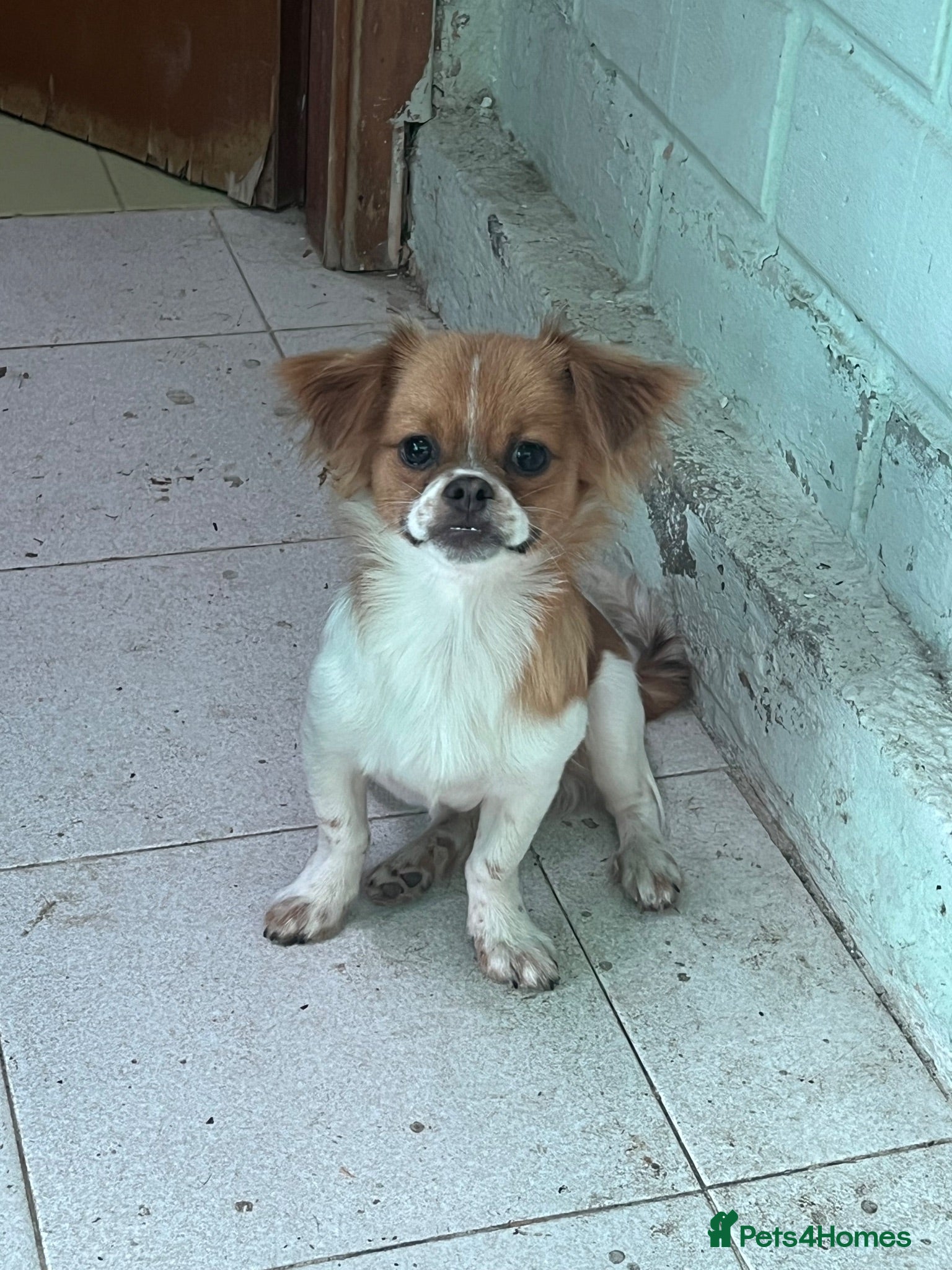 Mixed Breed dogs Adorable Shi Chi Puppy – Brownie – 7 Months Old - Advert 3