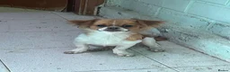 Mixed Breed dogs for sale: Adorable Shi Chi Puppy – Brownie – 7 Months Old - Advert 1