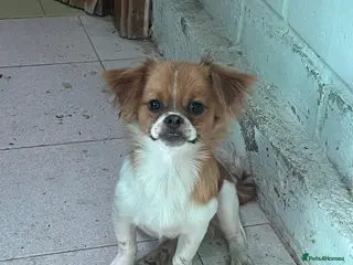 Mixed Breed dogs Adorable Shi Chi Puppy – Brownie – 7 Months Old - Advert 1
