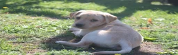 Springador dogs for sale: Springador puppies in Sandringham - Advert 5