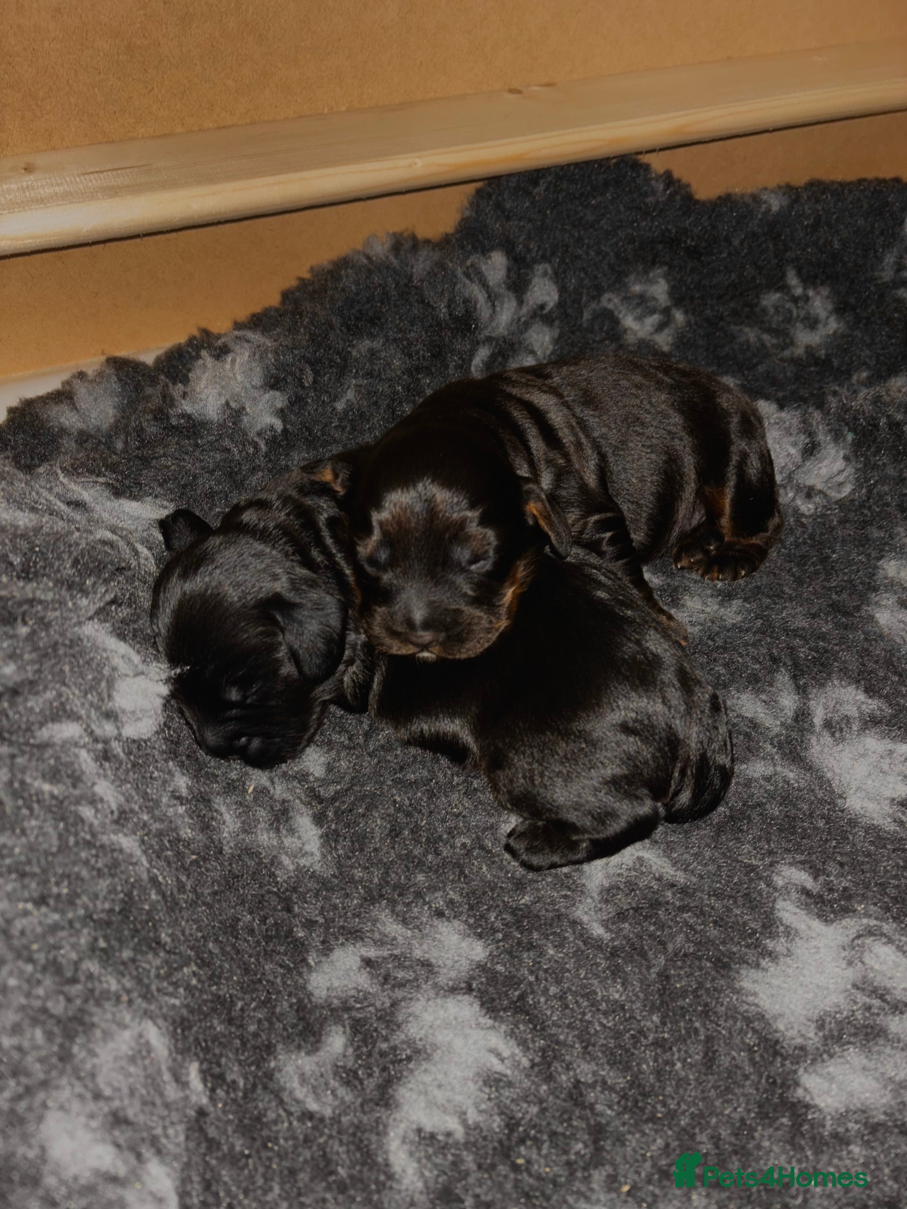 Cocker Spaniel dogs Working Cocker Spaniel puppies - Advert 18