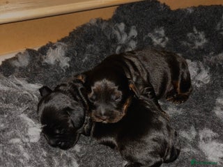 Cocker Spaniel dogs Working Cocker Spaniel puppies - Advert 2