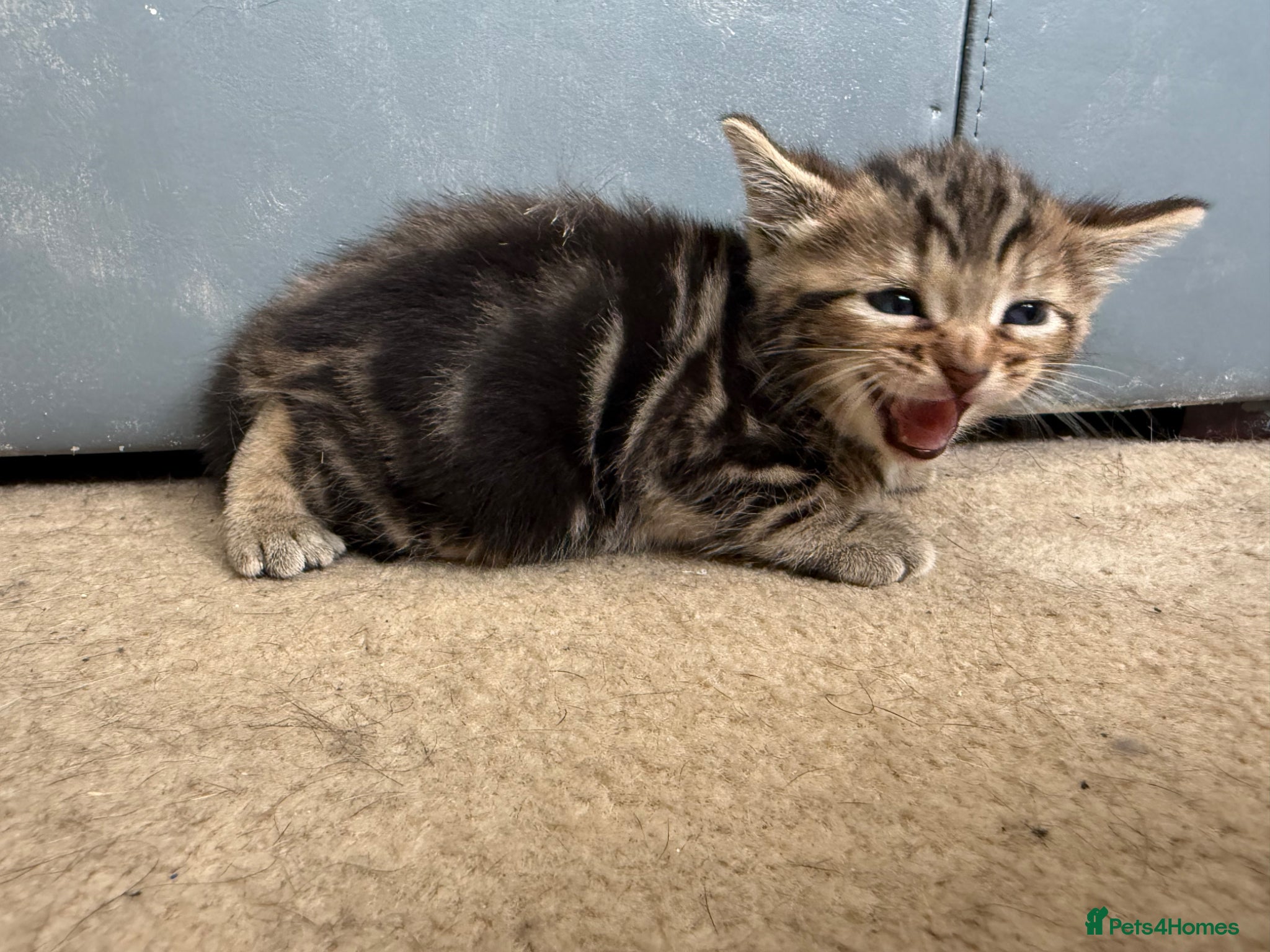 Mixed Breed cats for sale: 3 beautiful kittens  - Advert 5