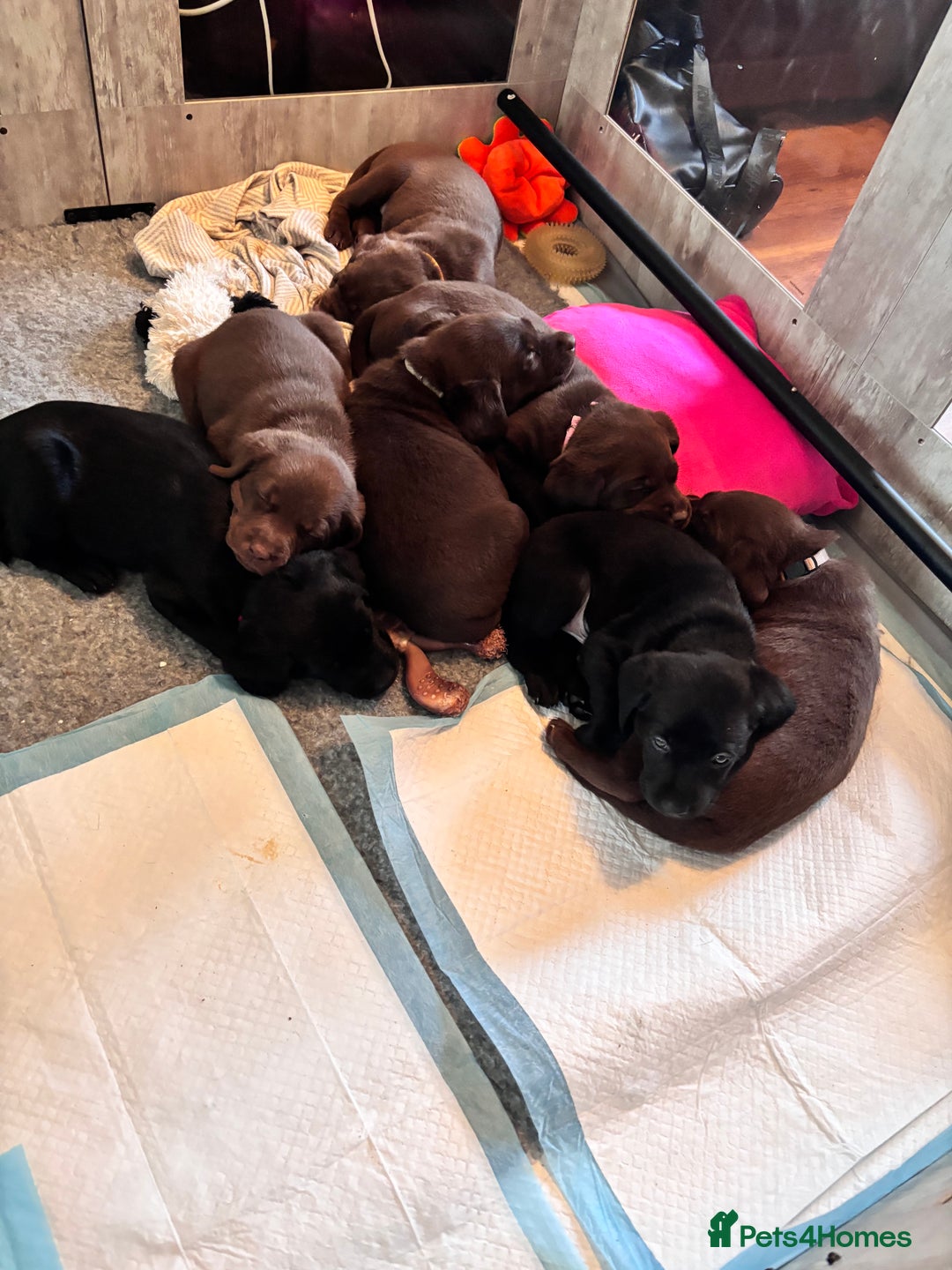 Labrador Retriever dogs for sale: Chocolate and Black Labrador Puppies - Advert 30