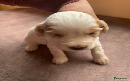 Cocker Spaniel dogs for sale: KC Reg Working Cocker Spaniel Puppies for Sale - Image 1