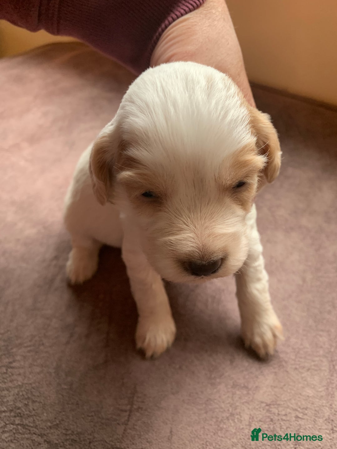 Cocker Spaniel dogs for sale: KC Reg Working Cocker Spaniel Puppies for Sale - Image 1