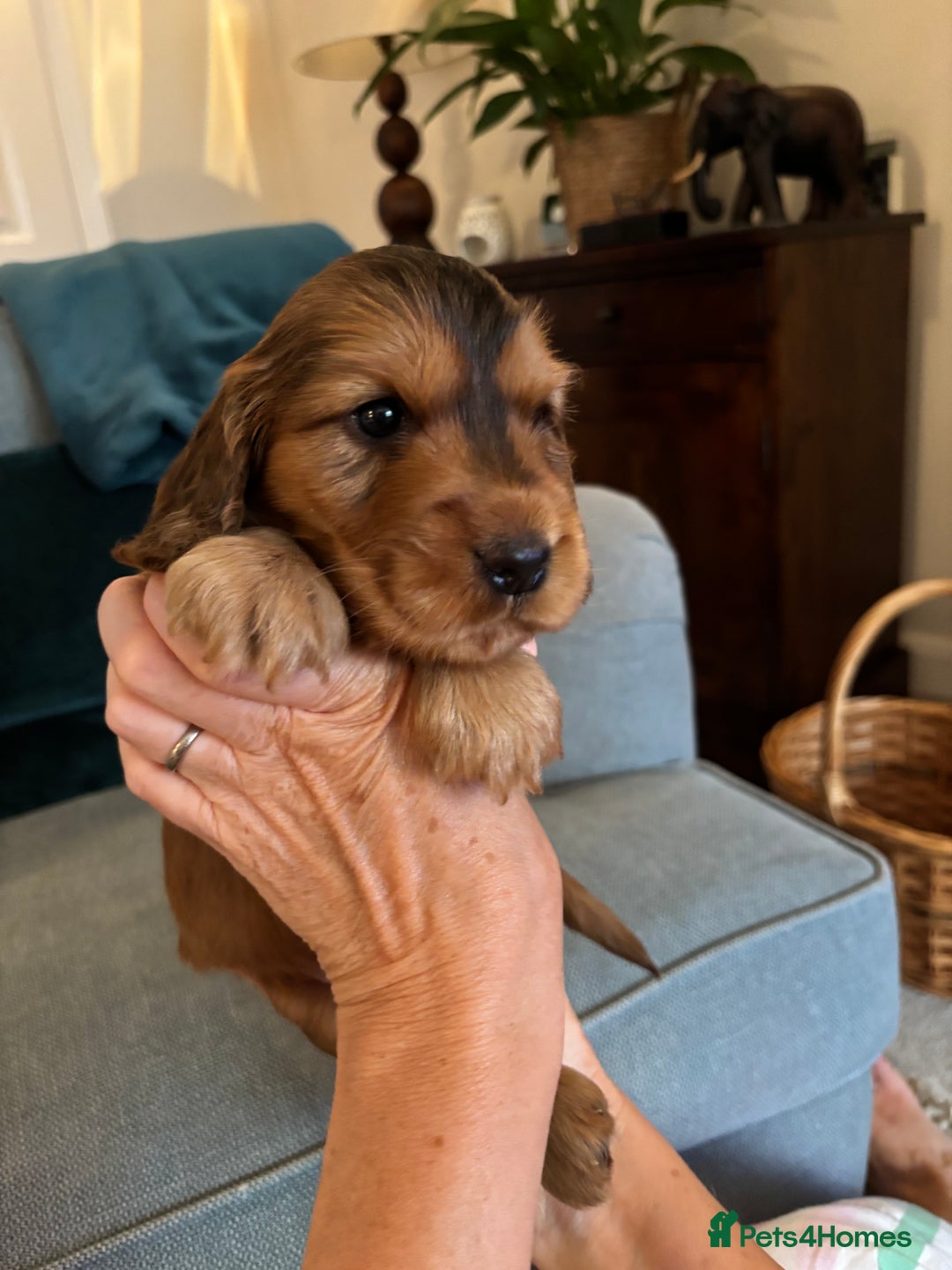 Cocker Spaniel dogs for sale: Outstanding FN clear kc reg cocker spaniel puppies - Image 17