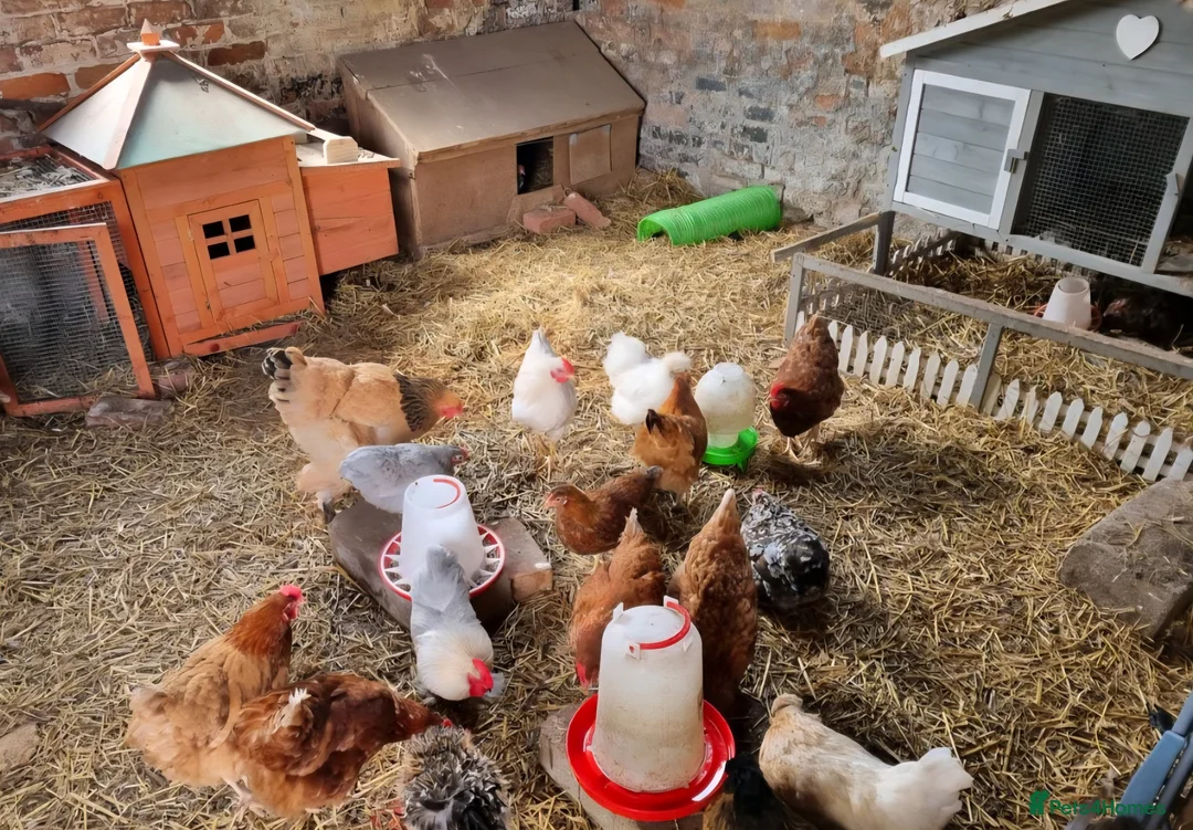 Chickens poultry for sale: Hatching eggs for sale - Advert 7