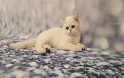 British Shorthair cats for sale: Excellent Scottish straight and fold kittens - Image 16