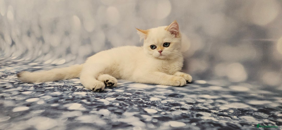British Shorthair cats for sale: Excellent Scottish straight and fold kittens - Image 16