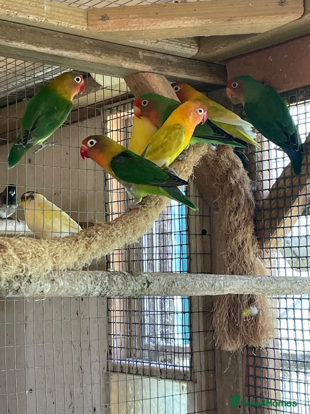 Lovebirds birds for sale: Beautiful Lovebirds For Sale - Advert 2