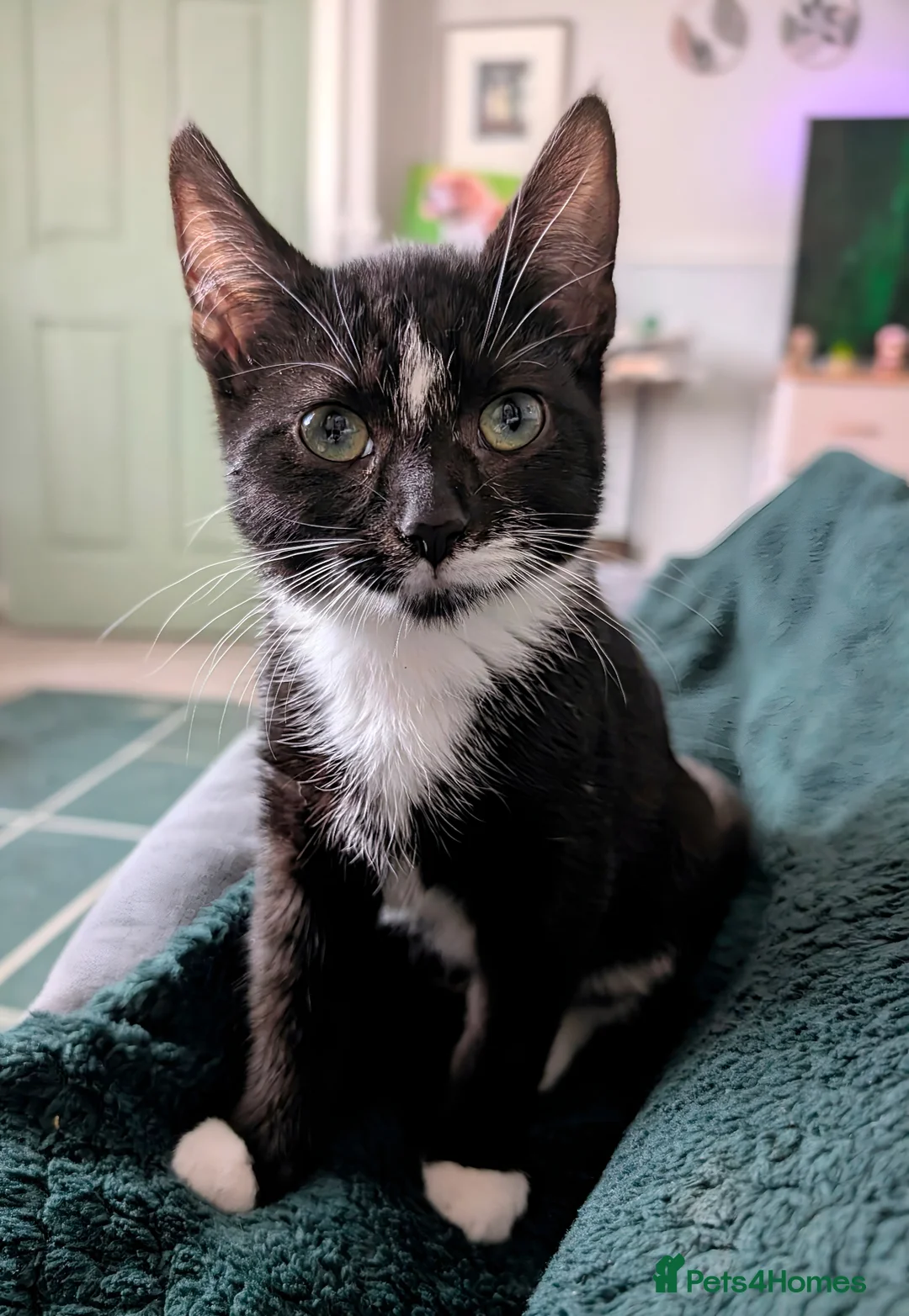 British Shorthair cats for sale: Brother & Sister - Advert 7